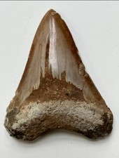 Megalodon Haizahn Fossil 8,5cm