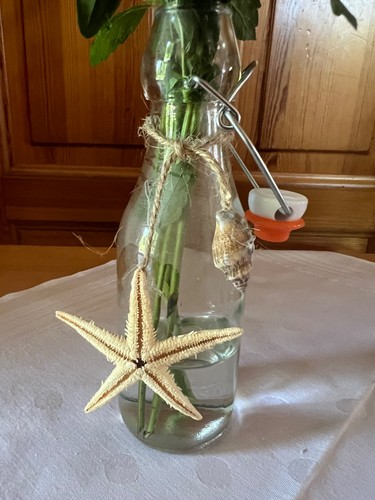 Echter seestern blumenvase - echter,