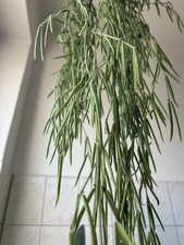 1 XL Ableger Hoya linearis