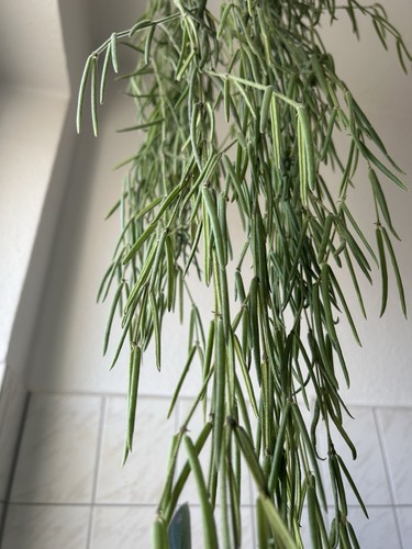Ableger hoya linearis - xl,