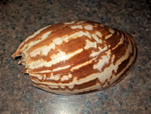 Melo amphora voluta - ##,