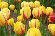 10 Tulpen Blumenzwiebeln „Party Clown“ in Rot-gelb, kräftig & winterhart