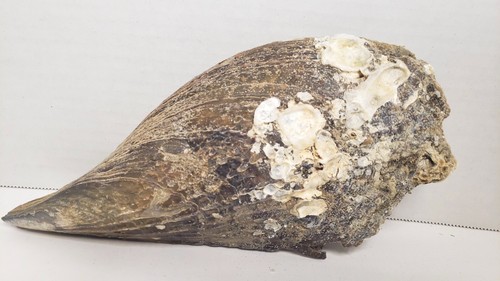 Stiff pen atrina rigida - rigida, shell