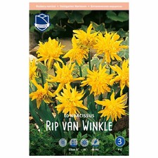 Lefeber Blumenzwiebeln Steingarten Narzisse Rip van Winkle (10 Stück)