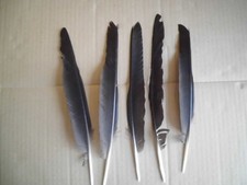 5  schwarze Vogelfedern  23 -