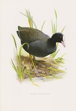 Blässhuhn Fulica atra Wasserhuhn   Farbdruck 1958 Ornithologie