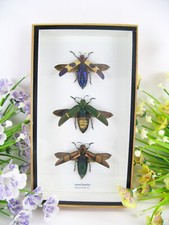 Jewel beetle buprestidae - beetle,
