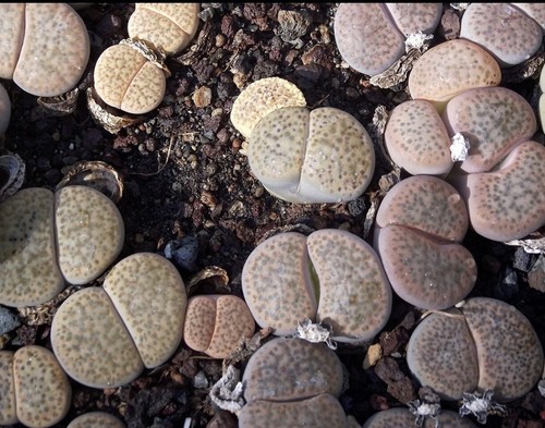 Lithops fulviceps samen - fulviceps,,