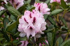 Rhododendron Hybr