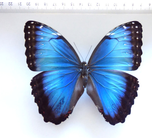 Entomologie schmetterling - entomologie,,