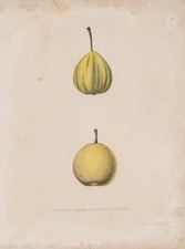 PEASE (*1813) nach Unbekannt (19.Jhd), Zwei Birnensorten vertikal,  1851, Lith.