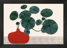 Pilea peperomioides in roter