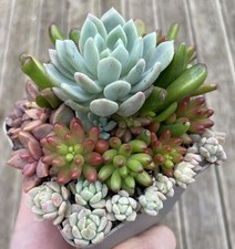 Sukkulent Mix