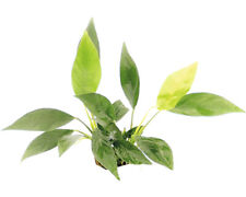 Kahles Speerblatt - Anubias