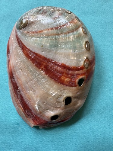 Schöne muschel seeohr - schöne, rote