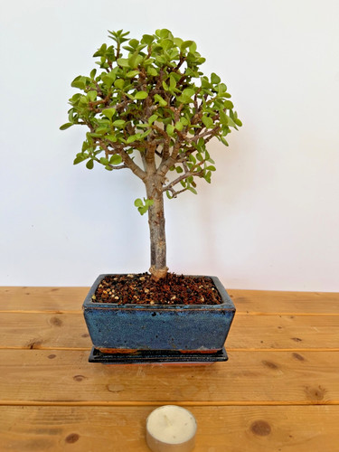 Zimmerbonsai bonsai jadebaum - bonsai,