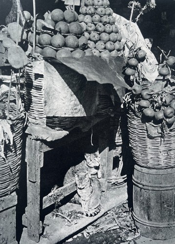 Katzen palermo 1935 von - palermo,