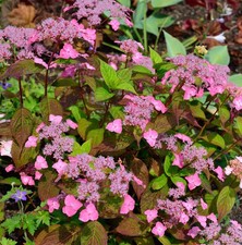 Teller Hortensie Daredevil