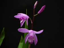 2 Triebig -XXL Groß -