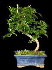 Bonsai - Zanthoxyllum piperitum - Pfefferbaum - 21 cm - SHOHIN - #5393