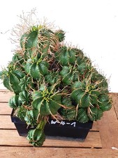 Euphorbia meloformis , ca 50