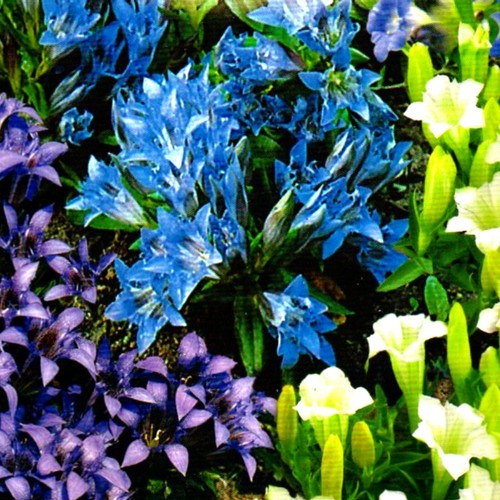 Enzian gentiana blumen - enzian,