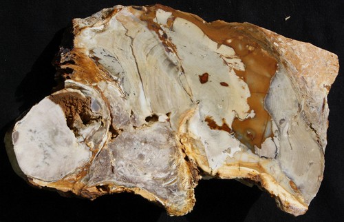Versteinertes holz slowakei - versteinertes,
