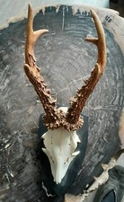 Rehbock Silber Medaille