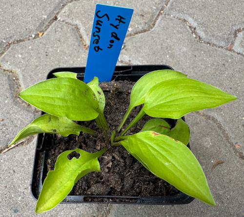 Hosta funkie hydon - hosta, /