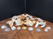 Großes Muschel-Konvolut