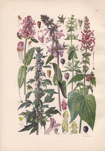 Stachys silvaticus - ,
