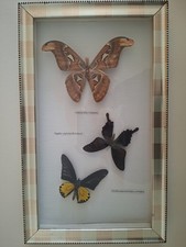 Schmetterlinge echt, im