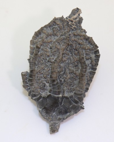 Crinoide barycrinus - crinoide,,