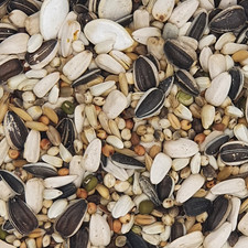 Versele Papageien Zucht