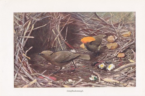 Schopflaubenvogel singvogel - schopflaubenvogel,
