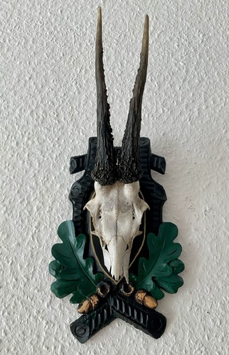 Rehgeweih bock reh - bock,