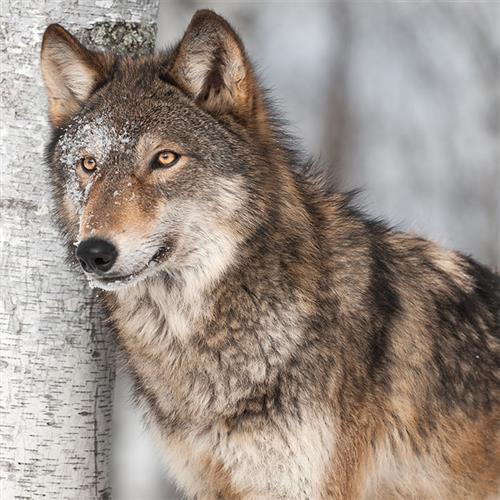 Servietten winter wolf - servietten,