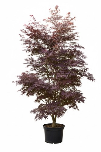 Roter japanischer fächerahorn - roter,