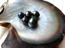 5 echte Barock Tahiti Zucht