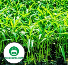 Wasserspinat 100 Gramm Samen Water Spinach Ipomoea Aquatica Nokihome-Rau Muong