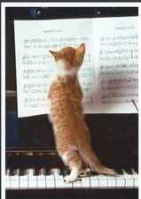 Ansichtskarte: kleine Katze am