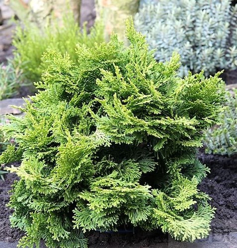 Hinoki scheinzypresse 40cm - hinoki,