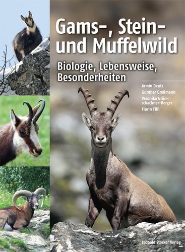 Gams stein und - stein-, |