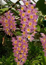 Dendrobium species pink - dendrobium,