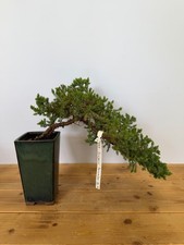 Bonsai wacholder juniperus - bonsai,