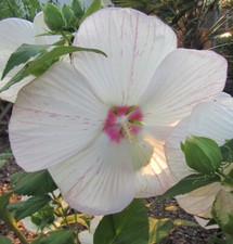 Hibiscus moscheutos sparkle - hibiscus, 'sparkle