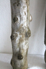 Schwemmholz Treibholz  3