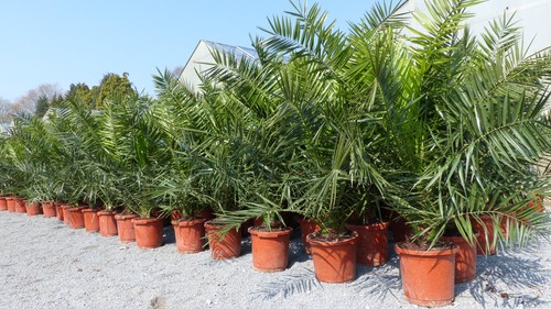 Stück palme xxl 180 - stück,