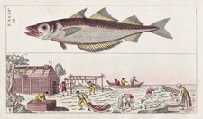 Stockfish fishing fishing fish