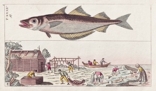 Stockfisch fischfang fishing - stockfisch,